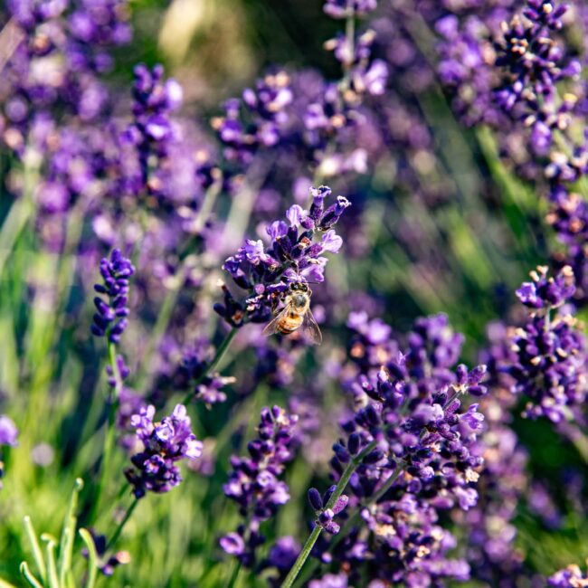 Blake Farms Lavender-Festival (1)