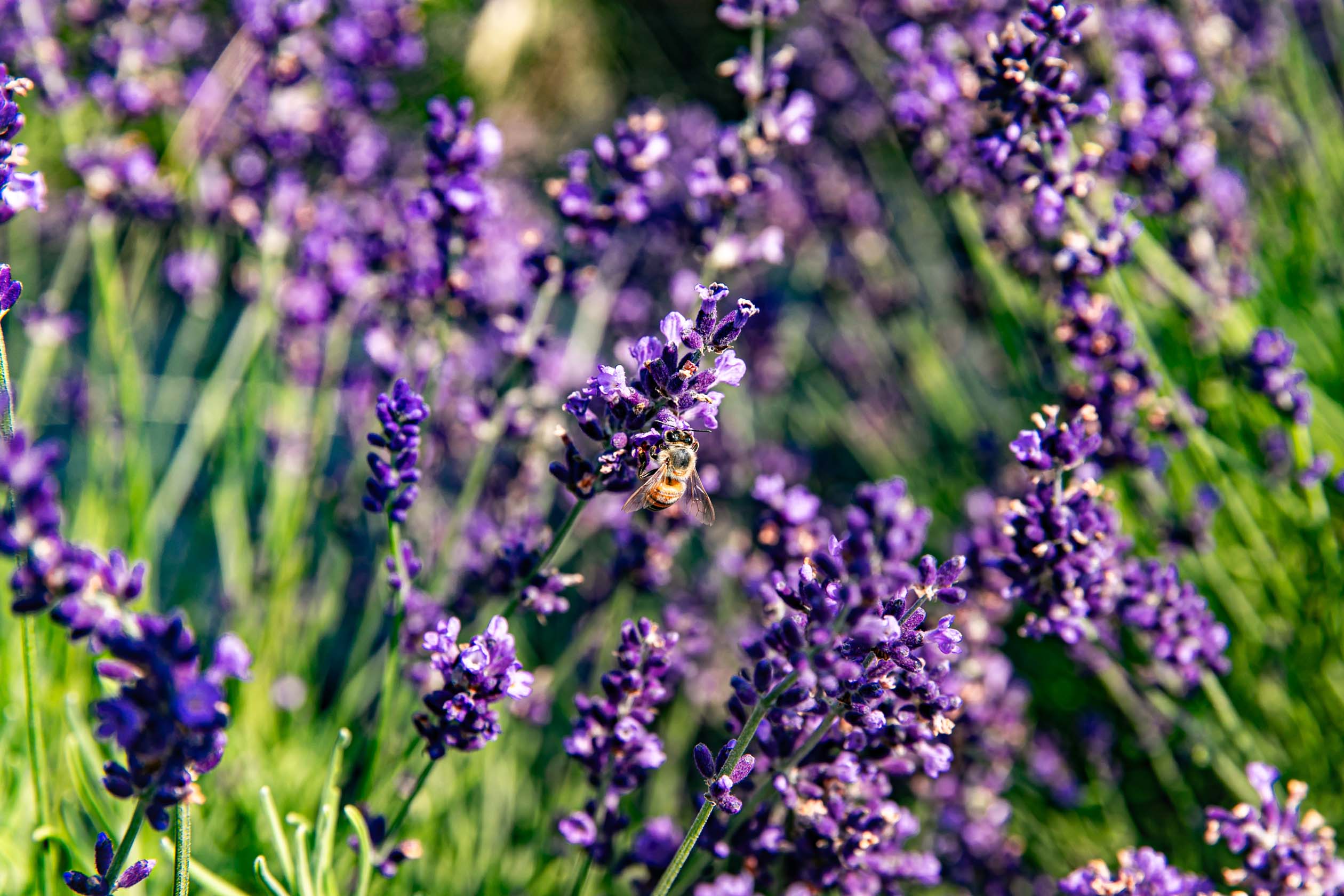 BF_2023-Lavender-Festival-147-web