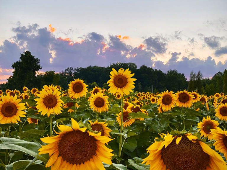 Spring & Summer School Trips - Blake Farms