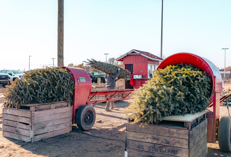 BLAKES PRE CUT CHRISTMAS TREES 00022
