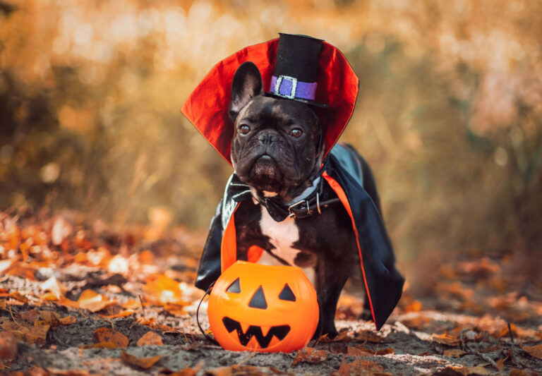 barks-boos