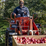 Farmer driving a tractor carrying a crate of freshly picked red apples