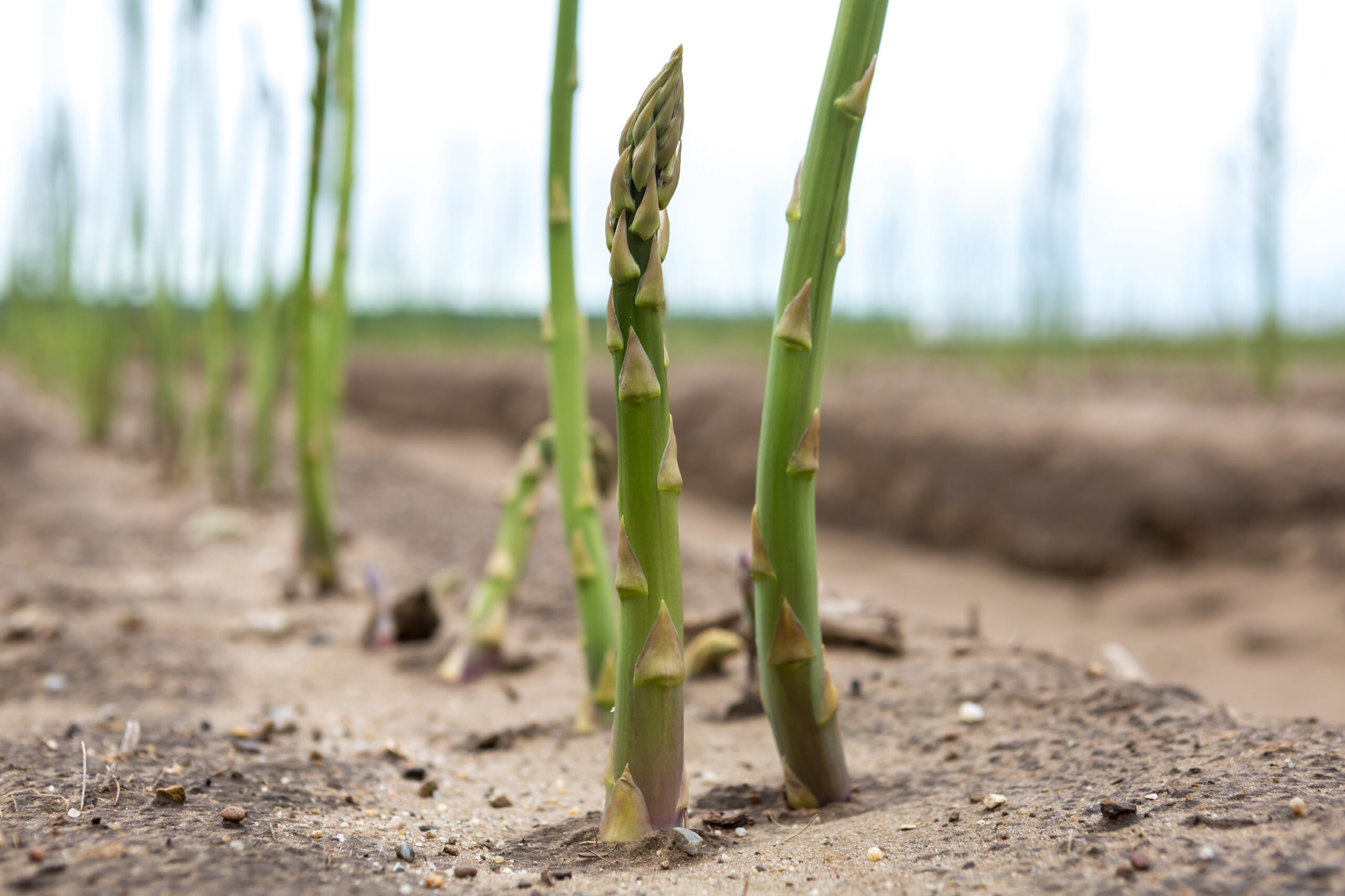 growing green asparagus at field