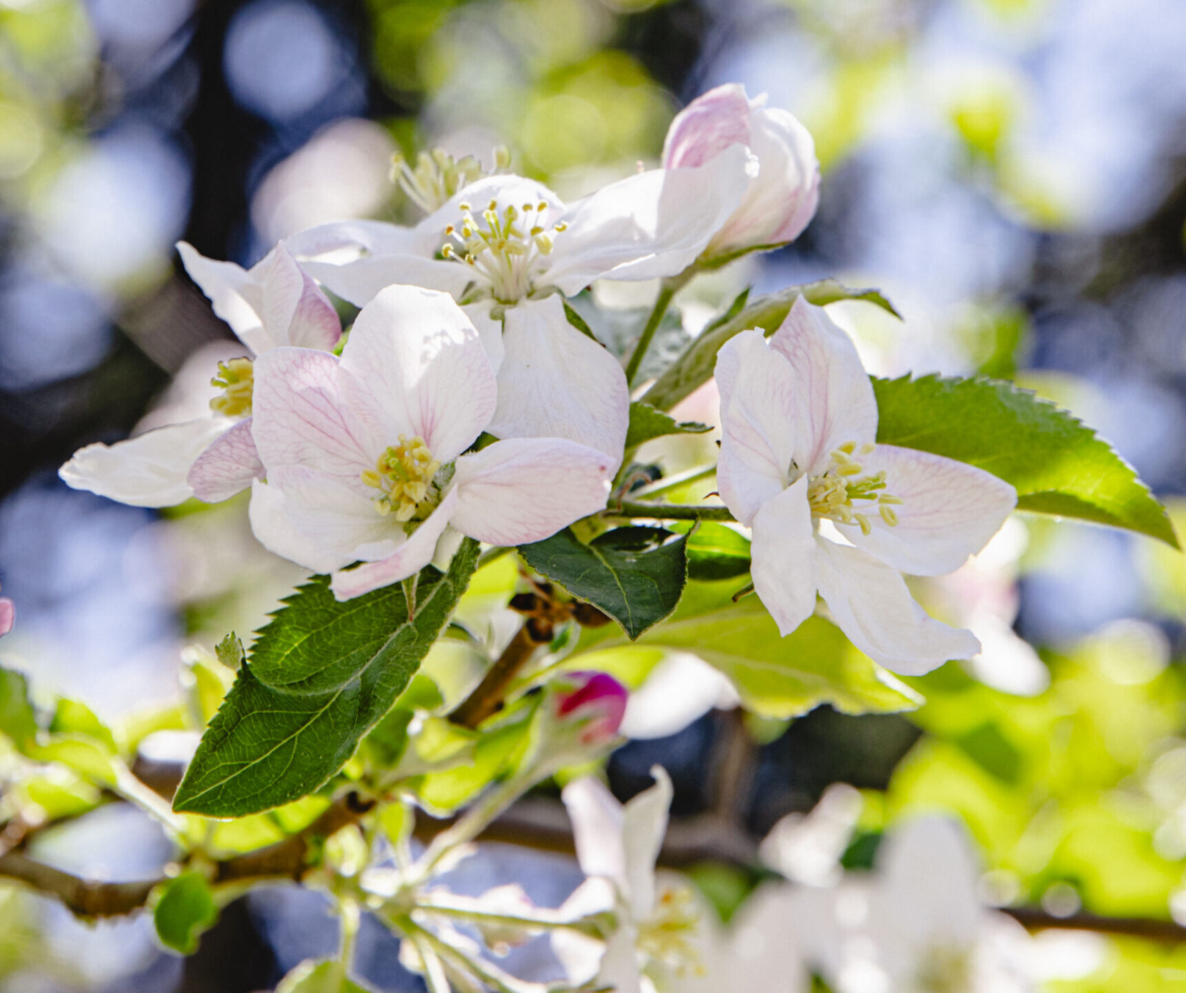 Apple blossoms in orchard