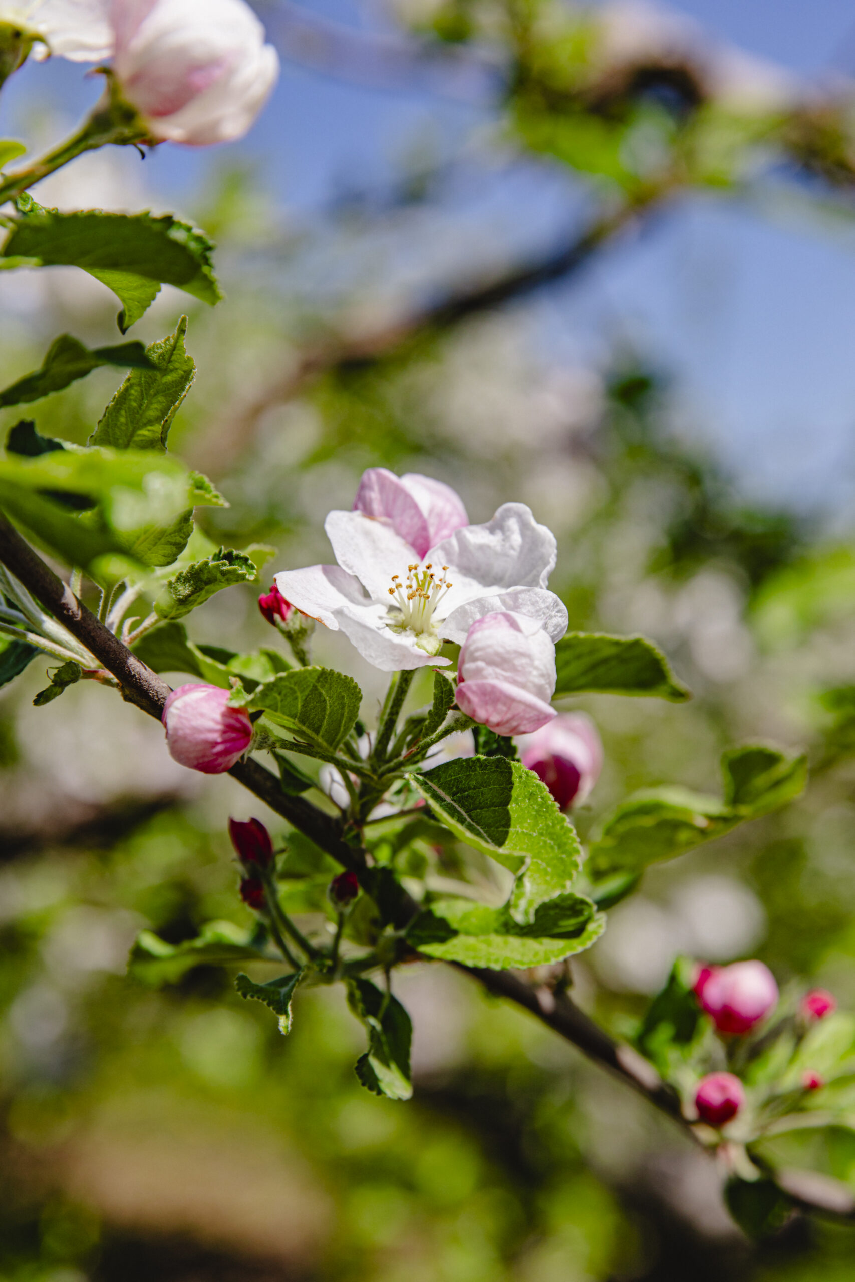 Orchard in bloom