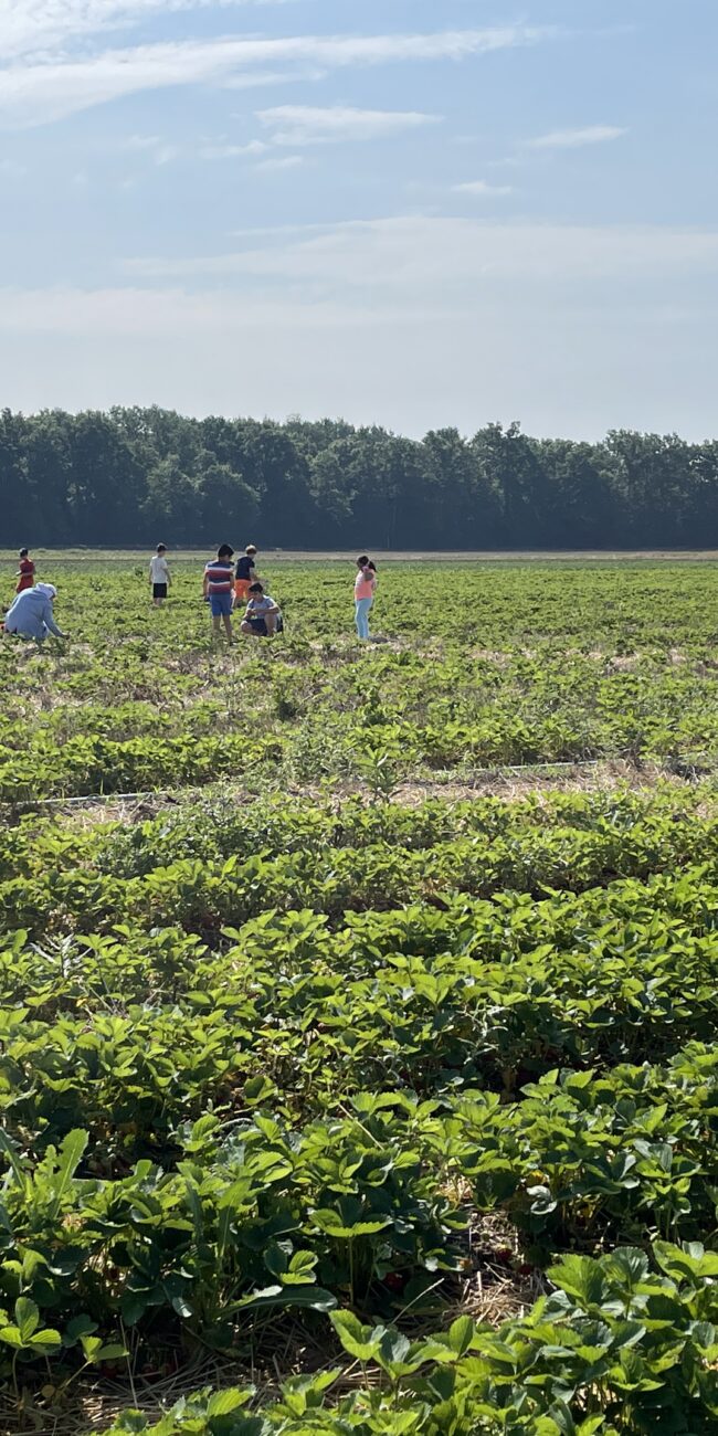 blake farms u-pick