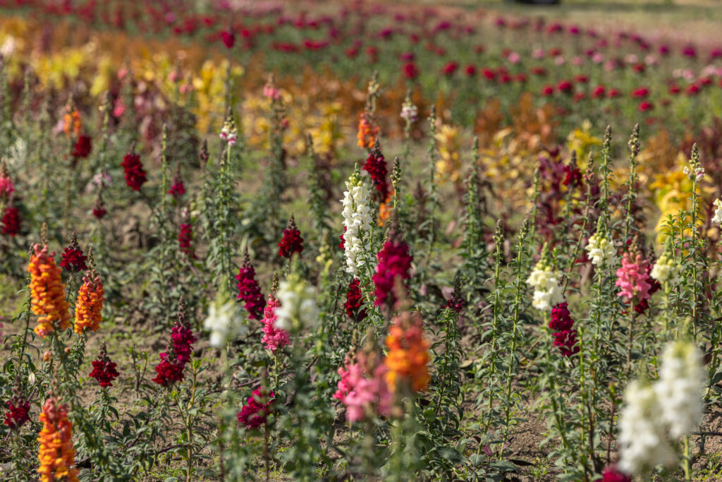 Blake Farms U-Pick Flowers (8)