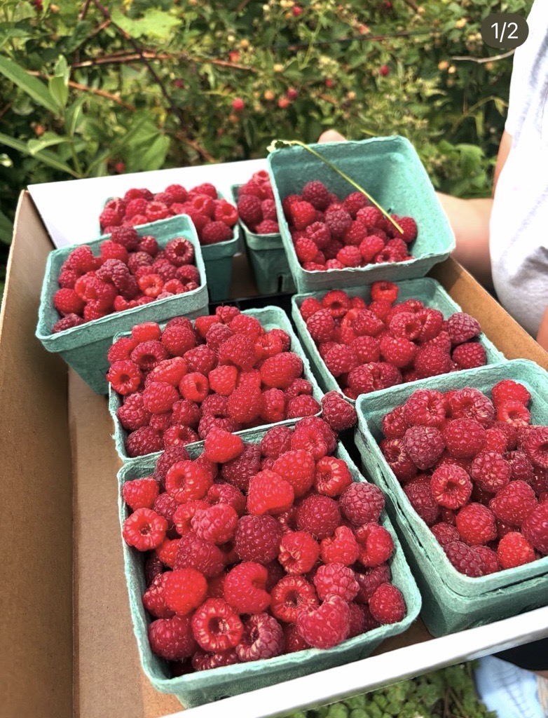 Raspberry Upick (2)