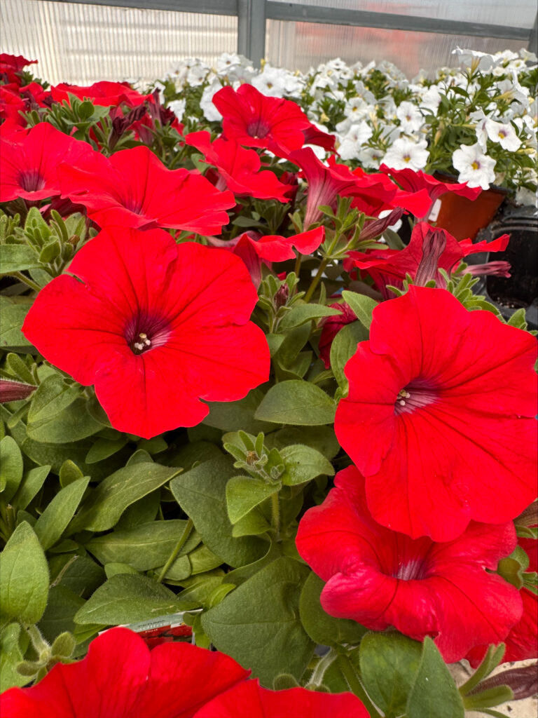 Blake Farms Item of the Week - Week 1 June