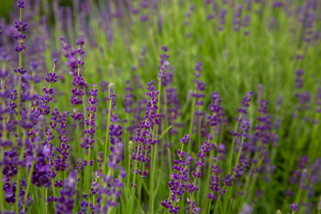Lavender Festival Lavender Field