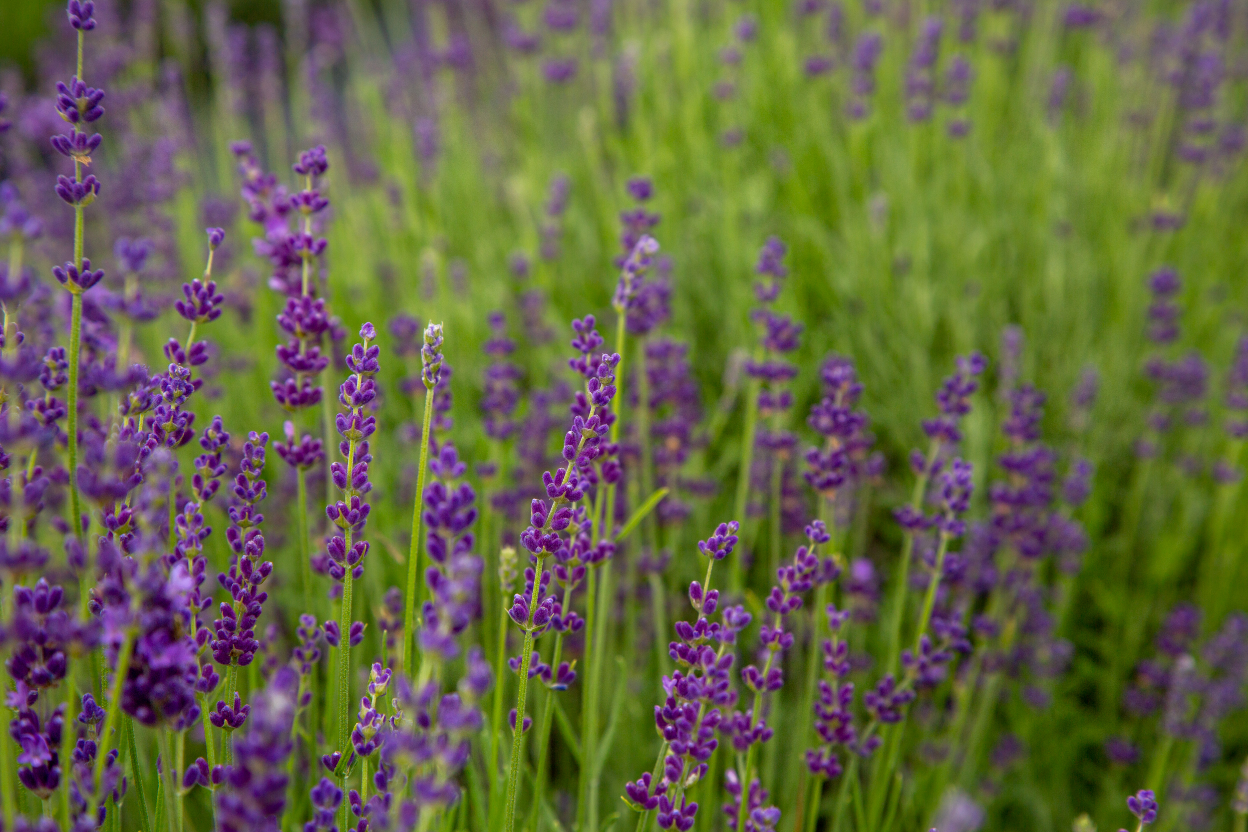 Lavender Festival Lavender Field