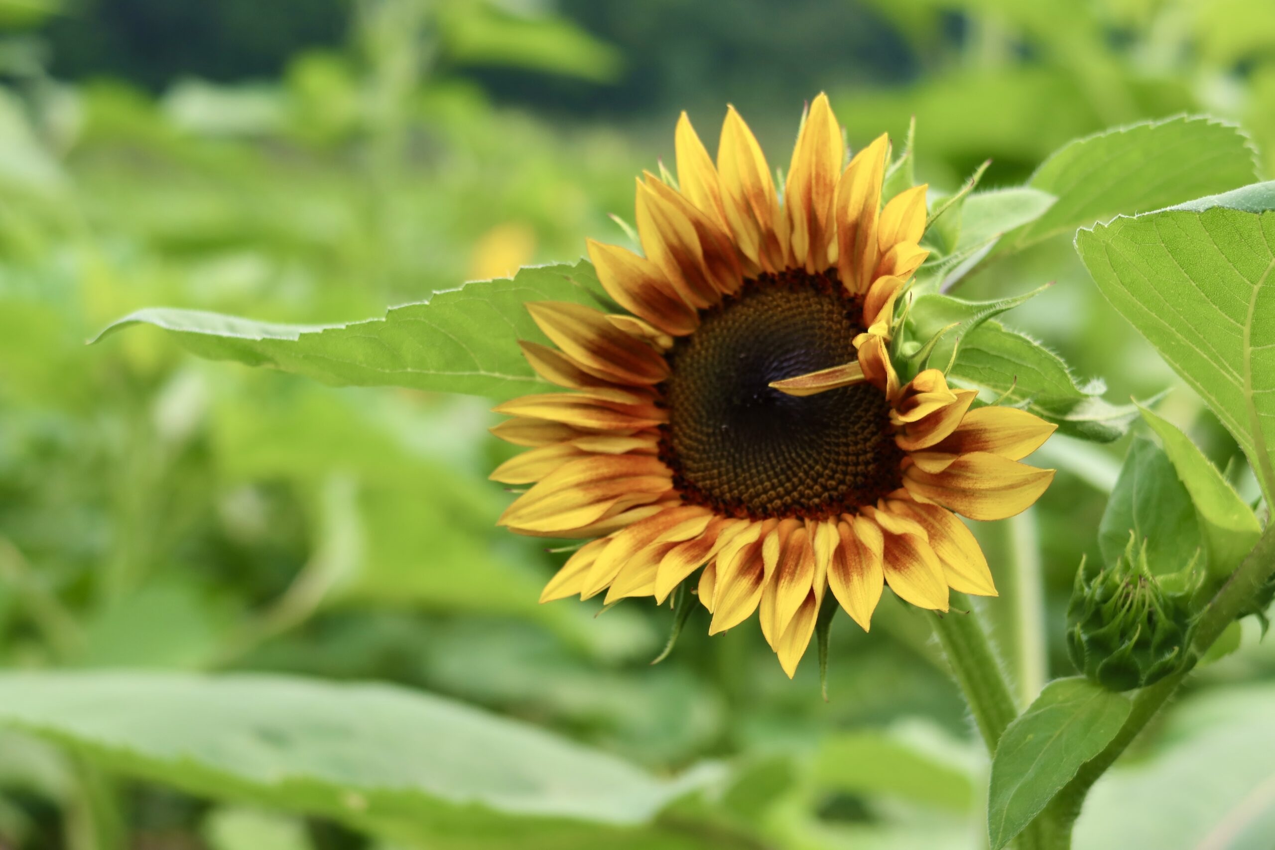 Sunflower in Field