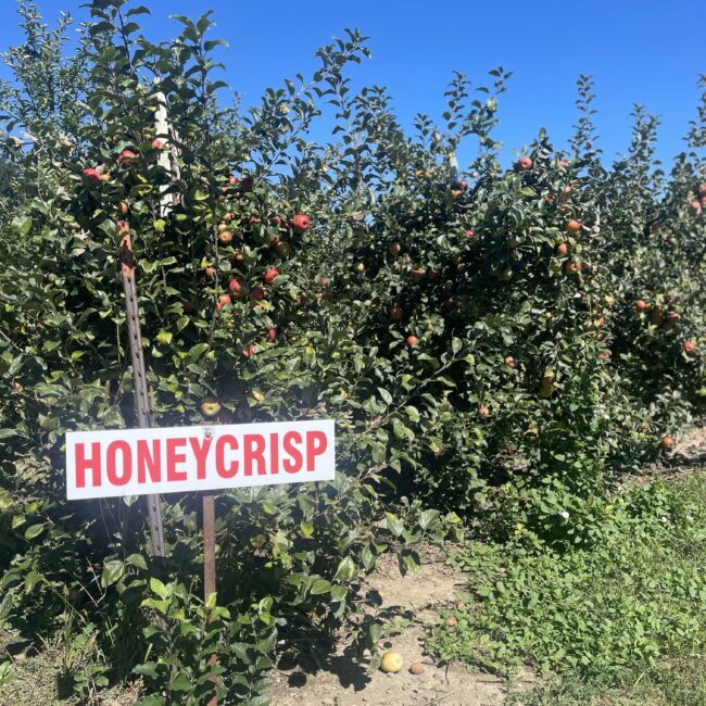 Honeycrisp Upick 2
