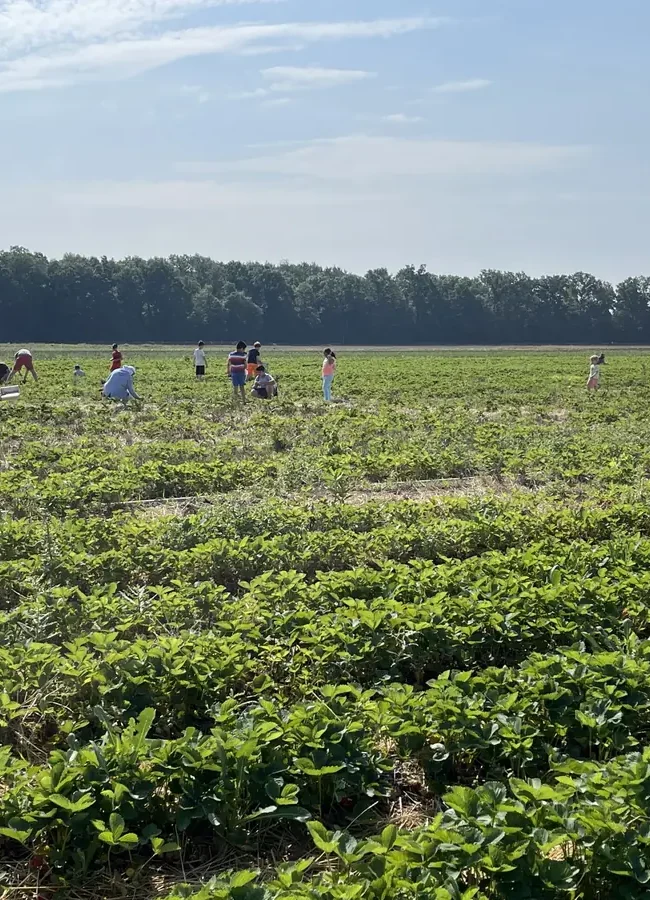 blake farms u-pick