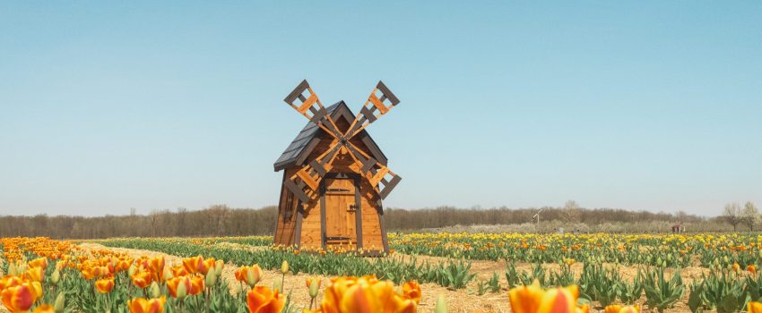 2025_Blakes-in-Bloom_Tulips38