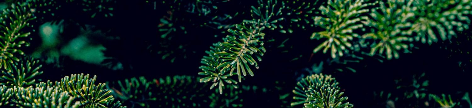 BLAKES U-CUT CHRISTMAS TREES 00006